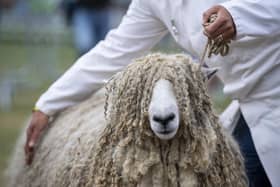 There’s been a record number of sheep entries this year for The Great Yorkshire Show, with a waiting list since April and additional pens drafted in to accommodate numbers which have reached 3,525.