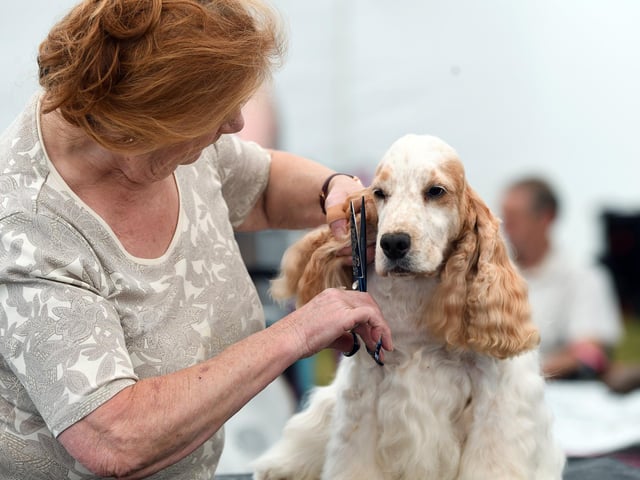 Angela Hackett with her cocker spaniel