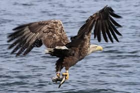 Undated handout photo issued by RSPB of a sea eagle