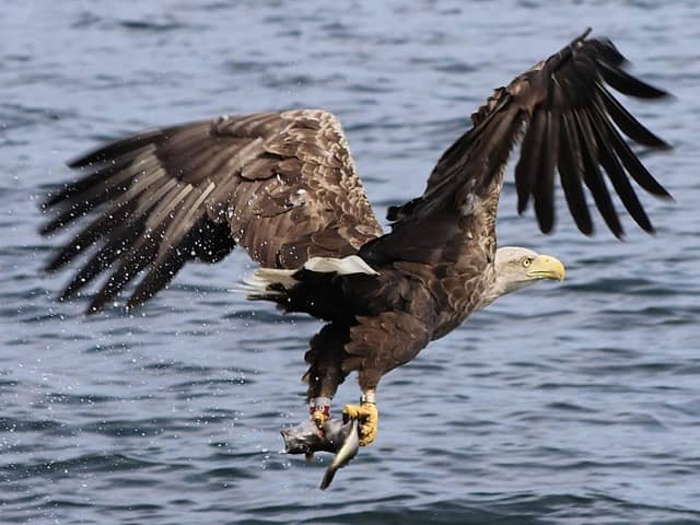 Undated handout photo issued by RSPB of a sea eagle