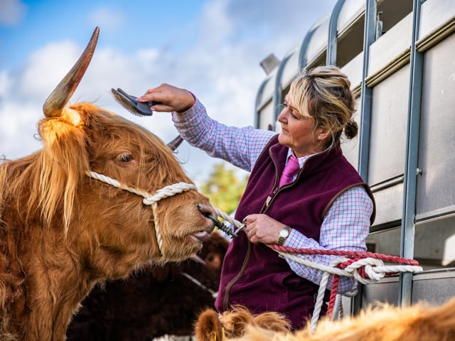 Pictured Dianne Bradley , of Queensbury, brushing one of their Highland cattle. Picture: James Hardisty. Date: 5th September 2026.