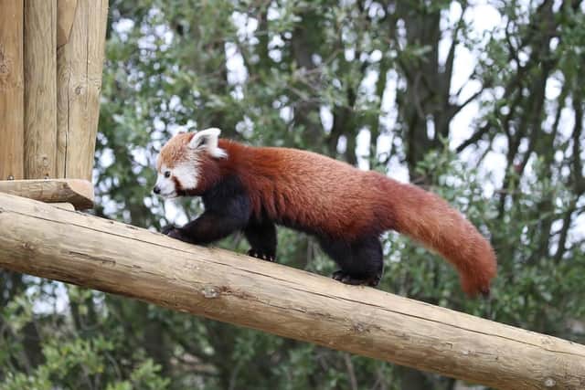 Red Pandas at Yorkshire Wildlife Park. (Pic credit: Danny Lawson / PA Wire)