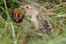A skylark nest with chicks awaiting food. (Pic credit: Glyn Kirk / AFP via Getty Images)