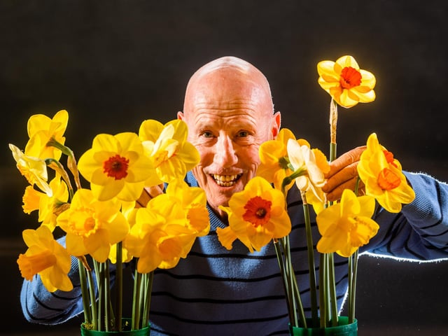 Richard Gillings, from Berkshire, with a few of his flowering  Daffodils. Picture By Yorkshire Post Photographer,  James Hardisty.