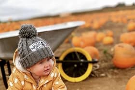 With autumn now firmly here, the award-winning William’s Den family tourist attraction in East Yorkshire is launching its stunning Pumpkin Experience. William's Pumpkin Experience showcases 20,000 of the county’s finest pumpkins, flourishing against the panoramic backdrop of the Yorkshire Wolds