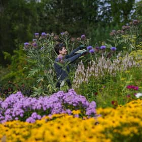 Gardener Emily Marston checking out the summer blooms at RHS Harlow Carr Garden, Harrogate. Picture Jonathan Gawthorpe