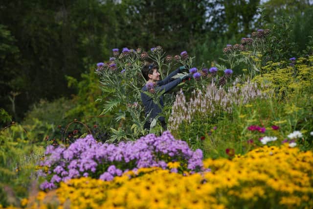 Gardener Emily Marston checking out the summer blooms at RHS Harlow Carr Garden, Harrogate. Picture Jonathan Gawthorpe