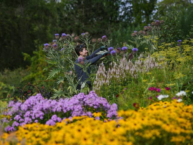Gardener Emily Marston checking out the summer blooms at RHS Harlow Carr Garden, Harrogate. Picture Jonathan Gawthorpe