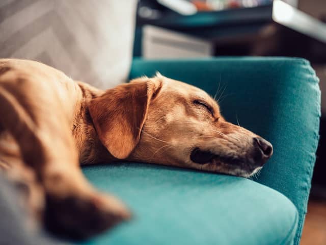 A dog asleep on a sofa at home. PIC: PA Photo/iStock