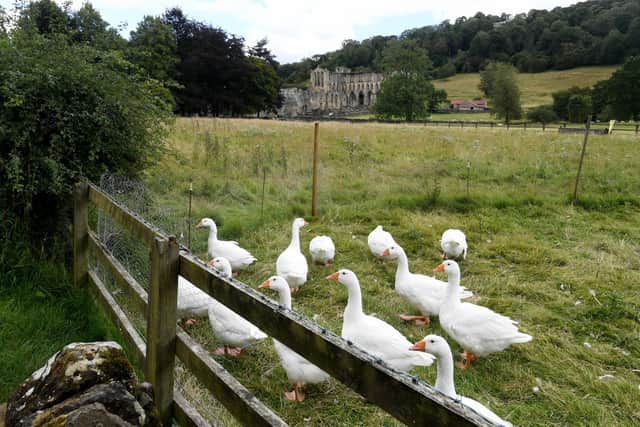 Village Feature on Rievaulx, North Yorkshire. Geese on a small holding in the village. Picture taken by Yorkshire Post Photographer Simon Hulme.
