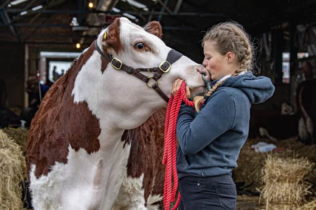 Katherine Sahw preparing her Hereford cow on the first day of the Great Yorkshire Show in Harrogate photographed for the Yorkshire Post by Tony Johnson.  11th July 2023