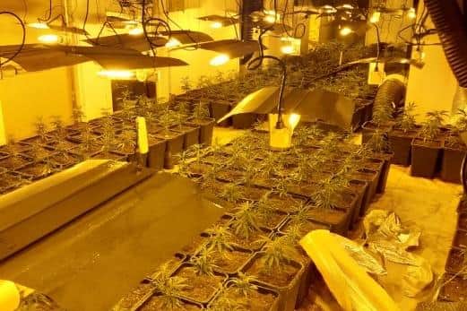 Three arrested after 3,000 cannabis plants discovered in community tip-off as police raid property