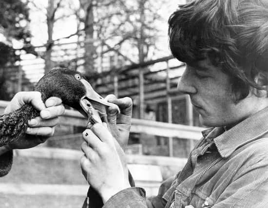 This Australian black swan recieves a little delicate dentistry from Brian Hood, one of the assistants at Harewood House Bird Garden, near Leeds, after getting himself tangled almost hook, line and sinker by a fishiing line in 1972