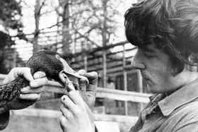 This Australian black swan recieves a little delicate dentistry from Brian Hood, one of the assistants at Harewood House Bird Garden, near Leeds, after getting himself tangled almost hook, line and sinker by a fishiing line in 1972