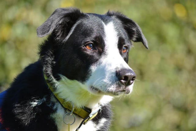 Male - Collie Cross - aged 5-7. Ollie needs a home with nobody under 18 as he can get uncomfortable around children.