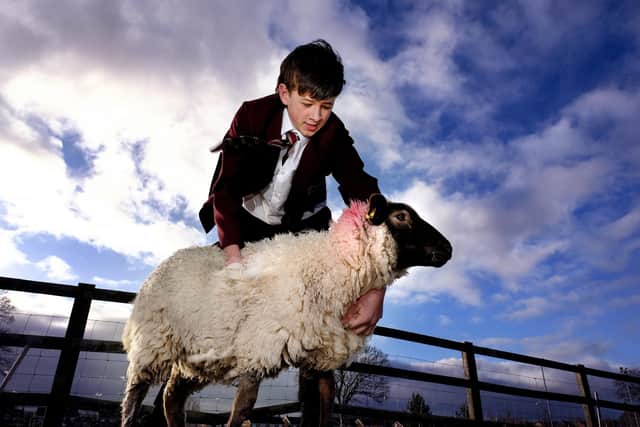 Pupil Will handling one of the Suffolk sheep