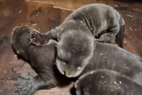 Rare Giant Otter triplets. (Pic credit: Yorkshire Wildlife Park)