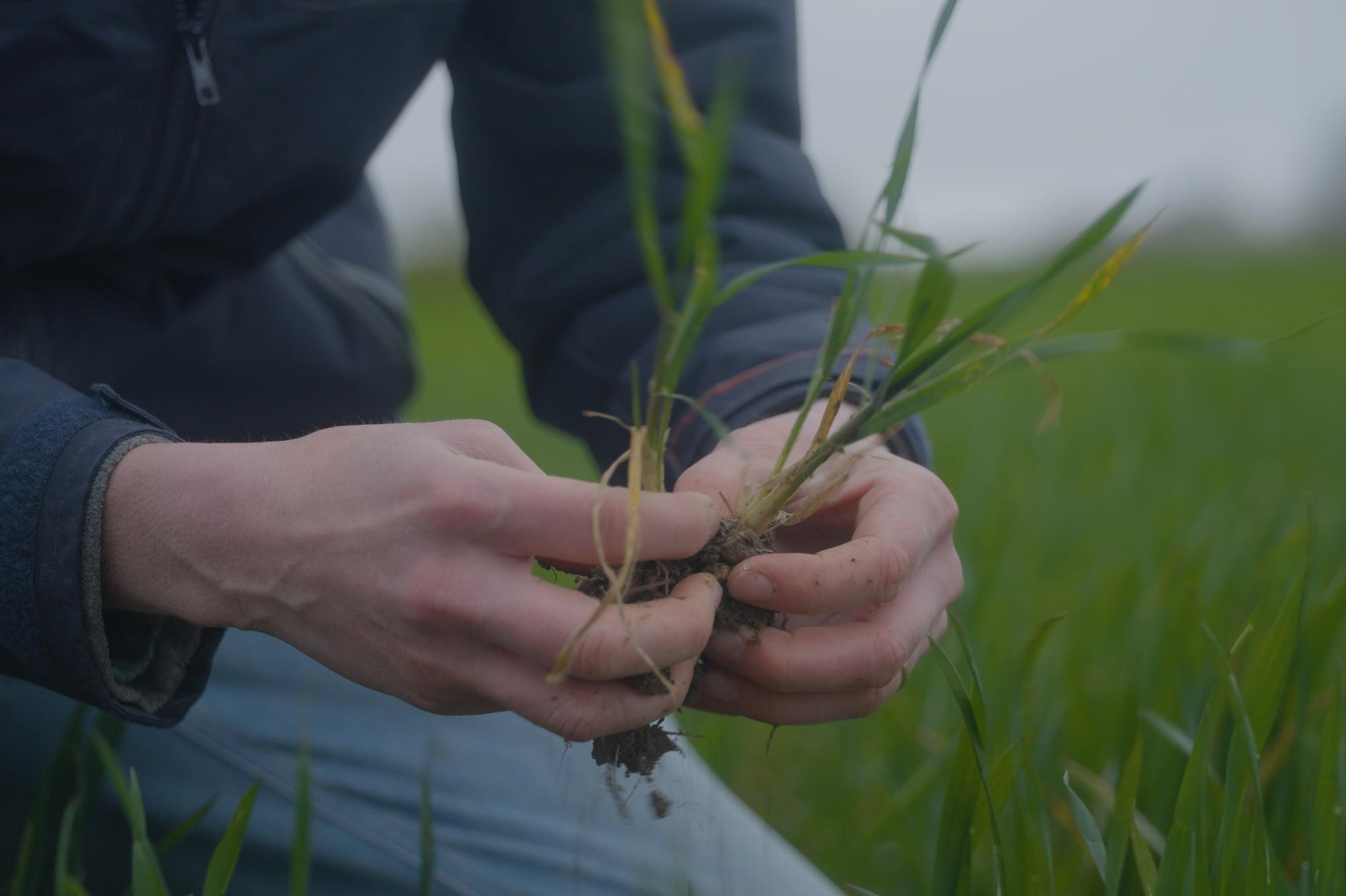 The government should help farmers to transition away from Glyphosate - Katie Ward