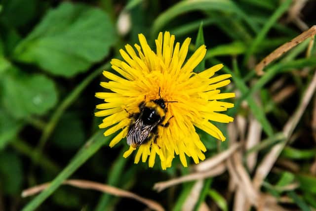 Photo of a bee on a dandelion. PIC: Alamy/PA.