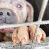 More than 20 dogs have been seized by police officers after they were found in appalling conditions. Six of the dogs have had to be put down. Pictured: stock image of a dog.