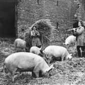 Mucking in at a farm near Askham, 1944.