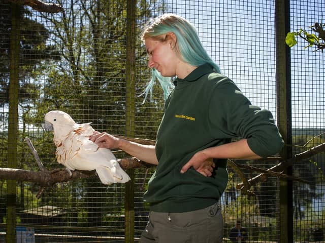 Bird keeper Aby Crake with a pink macaw at the bird garden at Harewood House