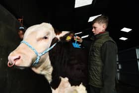 Liam Jackson-Carr with one of his pedigree Hereford cattle.