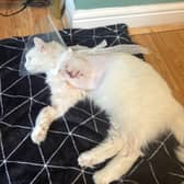 White, a seven-year-old cat, who belongs to Jem Townend and Helen Parkin, was shot last week in Rossington, near Doncaster.