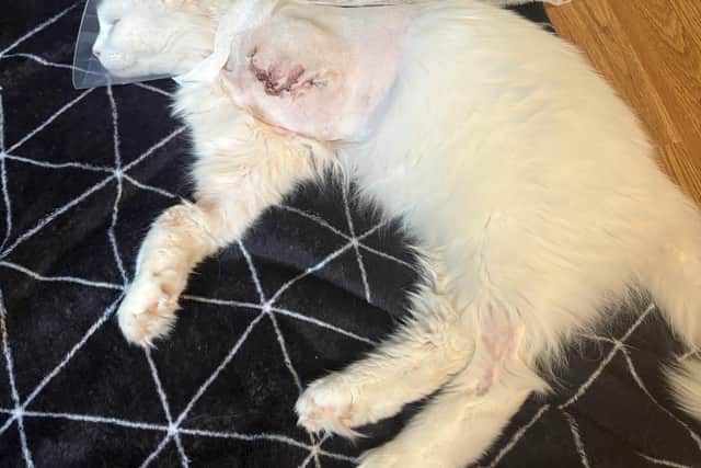 White, a seven-year-old cat, who belongs to Jem Townend and Helen Parkin, was shot last week in Rossington, near Doncaster.