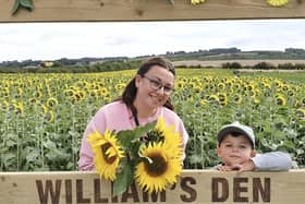With the sunflower season now reaching its height, the award-winning William’s Den family tourist attraction in East Yorkshire is launching its stunning Sunflower Experience.