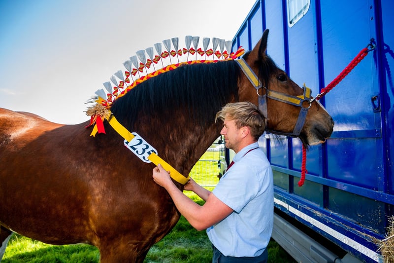 Pictured Rob Bedford, of Hartshead Hall Farm, Liversedge, Brighouse, preparing their 5 year old Shire Horse for showing.