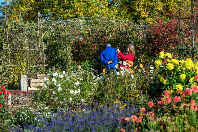 RHS Garden Harlow Carr Festival of Flavours.
The Kitchen Garden.
22 October 2022.  Picture Bruce Rollinson