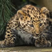 The only surviving critically endangered Amur Leopard cub born in Europe this year takes its first steps into its reserve at the Yorkshire Wildlife Park in Doncaster. Danny Lawson/PA Wire