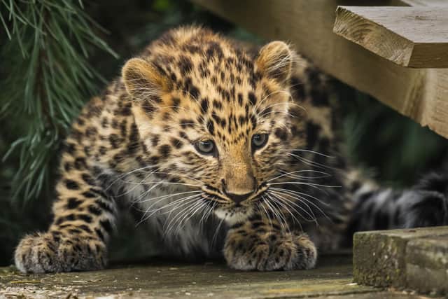 The only surviving critically endangered Amur Leopard cub born in Europe this year takes its first steps into its reserve at the Yorkshire Wildlife Park in Doncaster. Danny Lawson/PA Wire