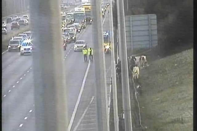 The cows being herded away from the M62
