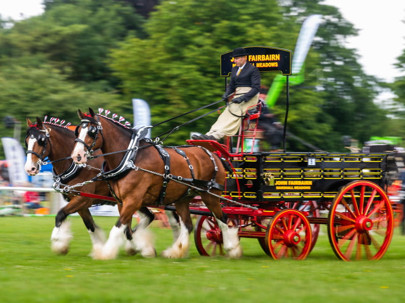 Heavy horses class