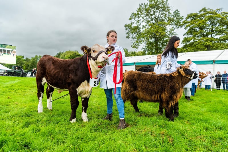 Maisie Beresford, from Cumbria showing her young Hereford bull and Ebony Barton, of Ripon, showing a young Highland calf in the Young Farmers Class