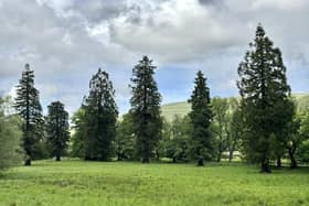The Buckden Redwoods