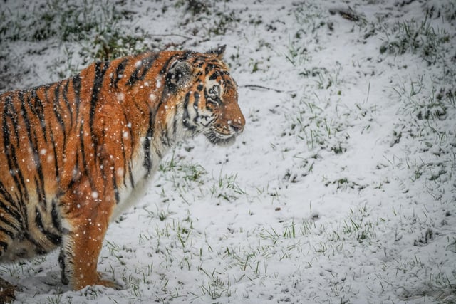 The park’s other resident tiger Tschuna also looked happy as temperatures plummeted.