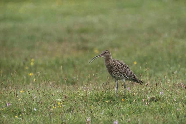 Archive pic of a curlew; hundreds of endangered curlews have been attracted to the new site: Chris Gomersall/RSPB/PA Wire