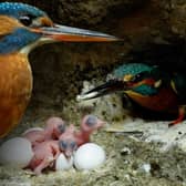 Kingfisher chicks hatching