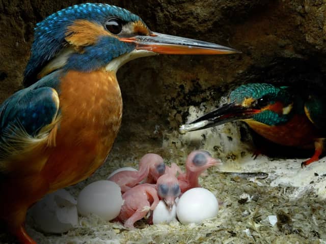 Kingfisher chicks hatching