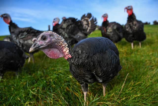 Seems most of us are worried about the potential shortages of Christmas turkeys. PIC: Finnbarr Webster/Getty Images