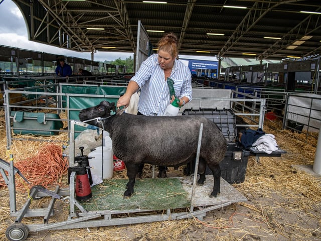 Jade Bett from Lincolnshire, clips her blue Texel early on the first day of the Great Yorkshire Show