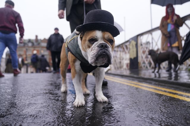 A dog wearing a bowler hat attending the gothic-themed event.