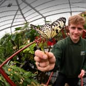 Keeper Keiron Marshall pictured with one of the species of butterflies. Picture taken by Yorkshire Post Photographer Simon Hulme