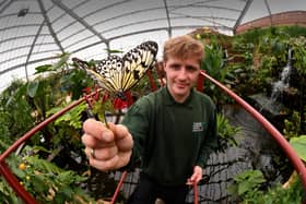 Keeper Keiron Marshall pictured with one of the species of butterflies. Picture taken by Yorkshire Post Photographer Simon Hulme