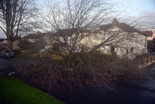 A fallen tree on Crowther Avenue, Calveryley, Leeds