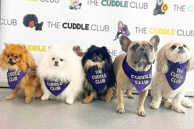 A variety of breeds of dog from The Cuddle Club will be available for cuddles on Sunday at Victoria Gate.