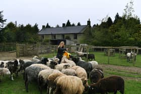 Sharon Lawlor from Sheep Sanctuary at Tranmire, near Whitby.